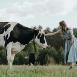 A woman in a dress gently pats a cow in a serene countryside field. Perfect pastoral scene.
